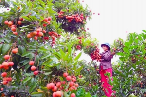 Hải Dương chuẩn bị các điều kiện tốt nhất phục vụ xuất khẩu vải thiều