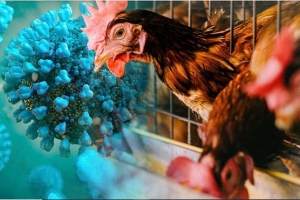 TP. Hồ Chí Minh ghi nhận 1 trường hợp bị viêm não do virus cúm gia cầm H5N1