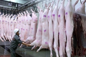 Hà Nội: Tăng cường công tác quản lý, kiểm soát giết mổ động vật bảo đảm an toàn dịch bệnh, ATTP