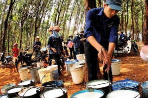 Cao su Đắk Lắk có quý mở đầu năm 2025 ấn tượng khi lãi trước thuế tăng 170% so với cùng kỳ