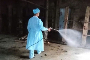 Hà Tĩnh: Xuất hiện ổ dịch tả lợn Châu Phi và bệnh viêm da nổi cục