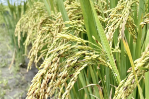 Giá lúa gạo hôm nay ngày 1/5: Bình ổn