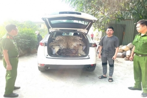 Khởi tố đối tượng vận chuyển trái phép da báo hoa mai quý hiếm