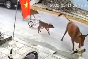 Đà Nẵng: Cháu bé đang chơi trước nhà bị bò thả rong tấn công