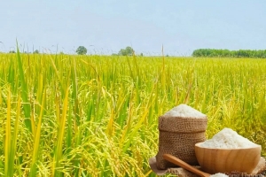 Giá lúa gạo hôm nay ngày 16/5: Giá lúa đảo chiều giảm