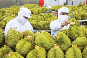 Sầu riêng miền Tây rớt giá vào vụ: Giá rớt thảm vì Trung Quốc "siết" kiểm tra?