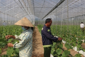 Nông dân Thanh Hóa thay đổi tư duy trong sản xuất nông nghiệp