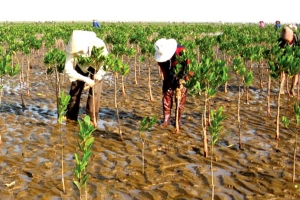 Các giải pháp ứng phó với biến đổi khí hậu