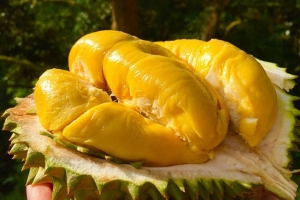 Vinacam kiến nghị làm rõ nguồn phân bón dư lượng cadimi