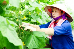 Vĩnh Phúc thúc đẩy kinh tế tư nhân phát triển nông nghiệp bền vững