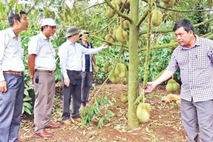 Quản lý mã số vùng trong xuất khẩu nông sản
