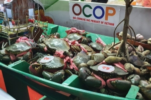 Cà Mau kế hoạch phát triển ngành hàng cua
