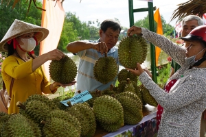 Đồng Tháp triển khai giải pháp thúc đẩy sản xuất và xuất khẩu sầu riêng bền vững