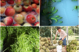 Dự thảo Luật Hóa chất sửa đổi: Mua hóa chất dễ dàng để ngâm thực phẩm, hoa quả - Ai chịu trách nhiệm chính?