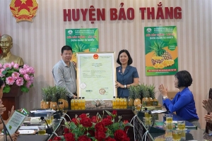 “Dứa Bảo Thắng – Lào Cai” được cấp bằng bảo hộ nhãn hiệu tập thể