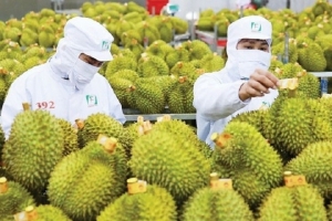 Chất cấm và Cadimi đe dọa thương hiệu sầu riêng Việt Nam