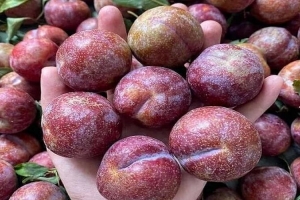 Mận tốt nhưng không phải ai cũng ăn được, nhất là người thuộc nhóm sau