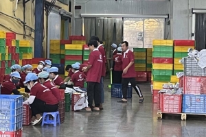 Long An tăng cường quản lý mã số vùng trồng và mã số cơ sở đóng gói phục vụ xuất khẩu