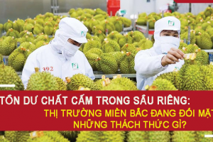 Tồn dư chất cấm trong sầu riêng: Thị trường miền Bắc đang đối mặt những thách thức gì?