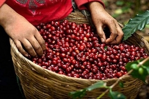 Giá cà phê hôm nay 11/6: Tăng 2.000 đồng/kg