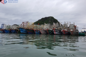 Quảng Ninh: Đảm bảo điều kiện hoạt động các khu neo đậu, tránh trú bão cho tàu cá