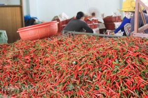 Quả Việt được người Lào ưa chuộng, là gia vị triệu đô xuất khẩu, thu về trên 100 tỷ đồng