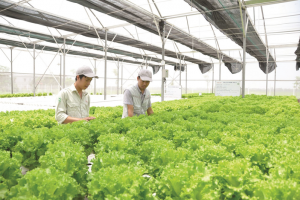 Bổ sung chính sách tín dụng khuyến khích nông nghiệp hữu cơ, tuần hoàn