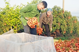Đa dạng kênh tiêu thụ vải thiều ở Bắc Giang