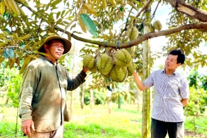 Gia Lai thúc đẩy sản xuất và xuất khẩu sầu riêng