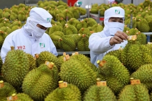 Sầu riêng “lao dốc” và sự im lặng khó hiểu từ cơ quan cấp phép phân bón DAP
