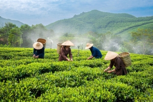 Đột phá trong phát triển sản phẩm nông nghiệp chủ lực ở Thái Nguyên