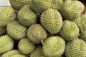 Giá sầu riêng hôm nay 30/6: Thị trường ổn định