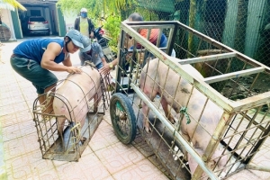 Lo ngại an toàn thực phẩm ở Hà Nội: Hàng trăm cơ sở giết mổ thủ công vẫn chưa bị dẹp bỏ