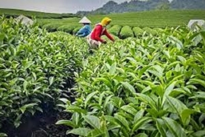 Sơn Thành - Thái Nguyên: Nơi lá chè Lúng 2 cất cánh từ tâm huyết người nông dân đến công nghệ hiện đại