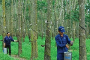 Cao su Tây Ninh lên kế hoạch bán ra toàn bộ 875.000 cổ phiếu quỹ