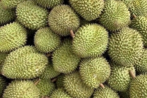 Giá sầu riêng hôm nay 9/7: Thị trường ổn định