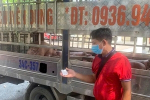 Phát hiện xe tải vận chuyển lợn nhiễm dịch về Hải Phòng tiêu thụ