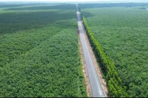 Giá cao su hôm nay 18/7: Thị trường khởi sắc