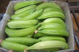 Chuối xanh: "Siêu thực phẩm" bình dân với vô vàn lợi ích sức khỏe không ngờ