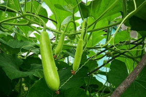 Loại quả mát lành mùa hè, giàu dưỡng chất mà không lo béo, bí quyết giữ dáng lại đẹp da