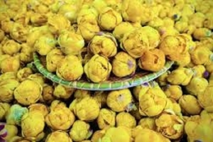 “Vàng xanh” của núi rừng: Chè hoa vàng Thái Nguyên trở thành nông sản OCOP chất lượng cao