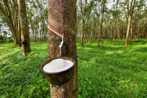 Một chu kỳ mới khởi sắc mở ra cho cổ phiếu ngành cao su?