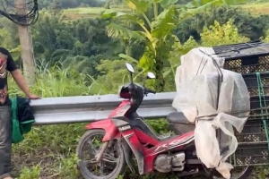 Quảng Ninh: Phát hiện, xử lý vụ vận chuyển 1.200 con vịt giống không rõ nguồn gốc tại biên giới