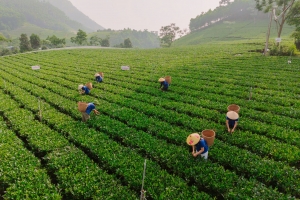 Thái Nguyên dành hơn 500 tỷ đồng để hỗ trợ thúc đẩy phát triển ngành chè giai đoạn 2025 - 2030