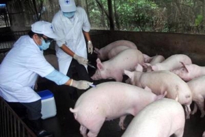 Ninh Bình: Phường Nam Định siết chặt phòng, chống dịch tả lợn Châu Phi