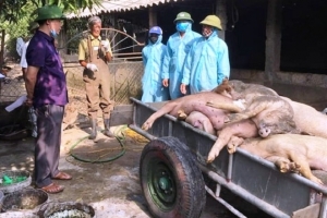 Tăng cường giám sát phòng, chống dịch tả lợn Châu Phi: Xử lý nghiêm cán bộ lơ là, thiếu trách nhiệm