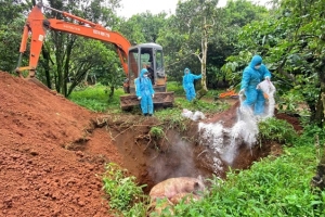 Lâm Đồng: Ban hành công văn “Hỏa tốc” về công tác phòng chống Dịch tả lợn Châu Phi