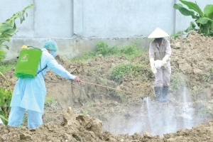 Dịch tả lợn Châu Phi lan rộng tại gần 3.000 hộ chăn nuôi trên địa bàn tỉnh Thanh Hóa