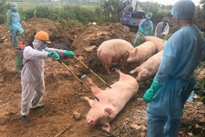 Cuộc chiến dịch tả lợn Châu Phi: Hy vọng vắc-xin và nỗi lo tái bùng phát