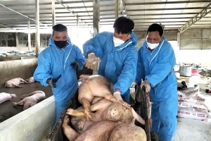 Dịch tả lợn Châu Phi: Nỗi lo an toàn thực phẩm và mối nguy từ thịt nhiễm bệnh